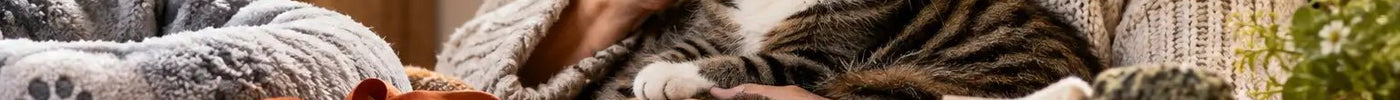 12 Gifts for Senior Cat Owners They’ll Treasure - Tiny Tiger Gift Shop