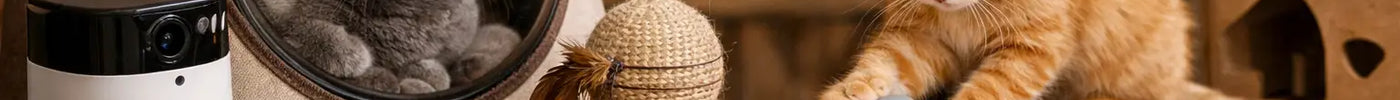 Cat Gift Trends 2026 Worth Watching