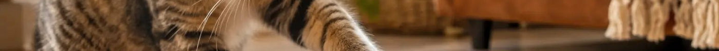 Cat Puzzle Gifts That Keep Curious Cats Busy - Tiny Tiger Gift Shop