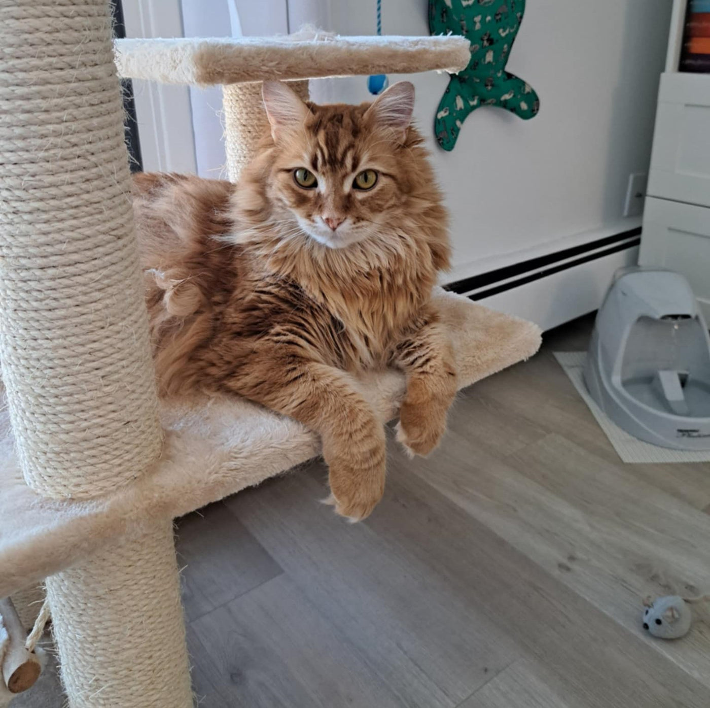 Tiny Tiger Gift Shop