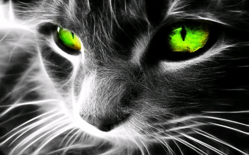 Cat with green eyes