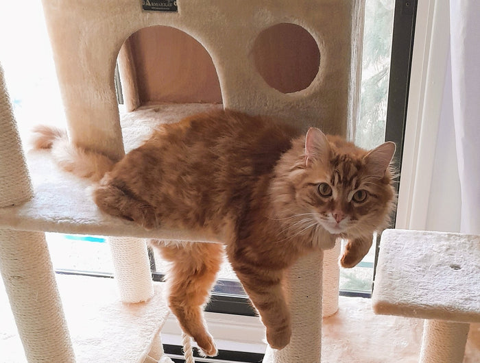 <h1><strong>MEET MILES 🐾</strong></h1>